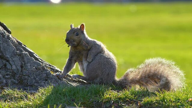 Stunning squirrel in the park 4k