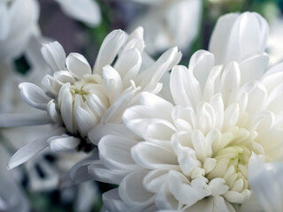 delicate white chrysanthemum flowers on a blurred background - 747758642