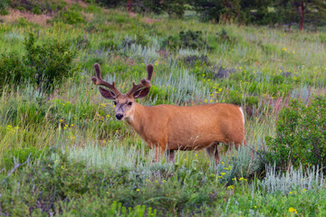 A deer in a meadow
