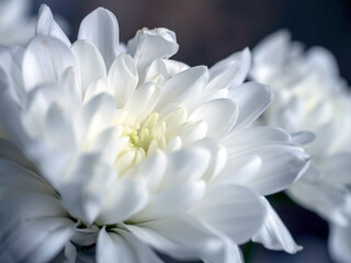 delicate white chrysanthemum flowers on a blurred background - 747758697