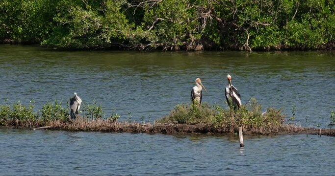 Two Painted Stork Mycteria leucocephala and Grey Heron Ardea cinerea pn the left hand side preening, Thailand