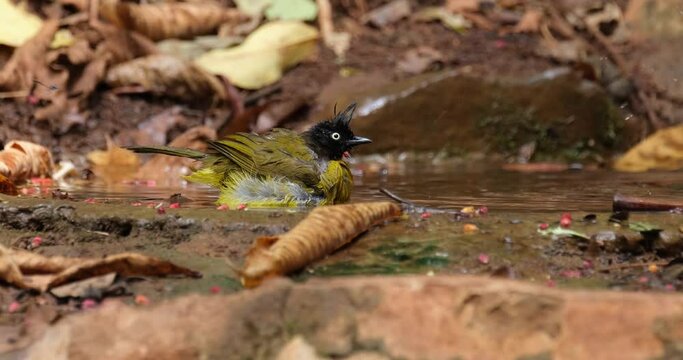Camera zooms out as the bird bathes as it looks around, Black-crested Bulbul Pycnonotus flaviventris johnsoni, Thailand