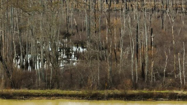 Bare winter trees in Point Remove Wildlife Area, Blackwell, Arkansas, no foliage, calm scene, daylight