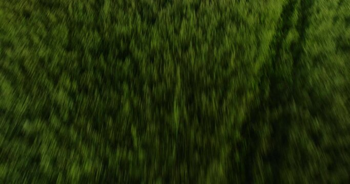 Blurry greenery in motion, possibly shot from above, Dardanelle, AR, giving a sense of speed and lush landscapes