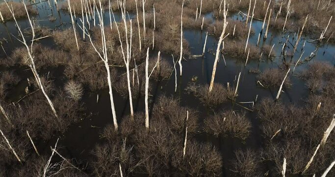 Barren trees in flooded point remove wildlife area, ar during daylight, aerial view