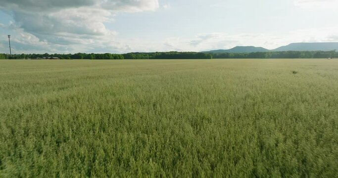 Expansive wheat field under partly cloudy sky in Dardanelle, AR, serene rural landscape, daytime