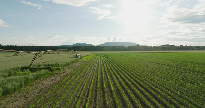Irrigation system watering crops in a sunny field in Dardanelle, Arkansas, drone view