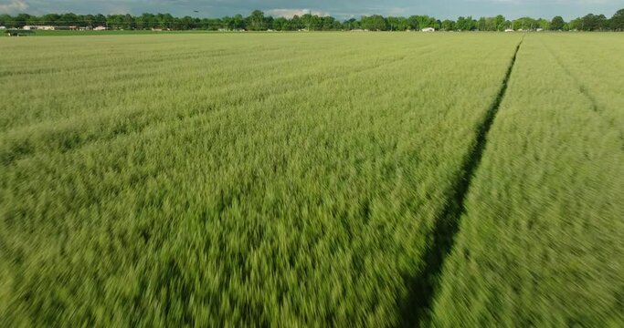 Verdant rice fields in Dardanelle, AR, bask in sunlight, expansive greenery stretching to horizon
