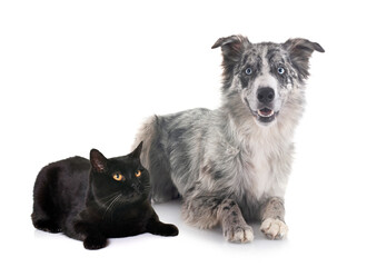 border collie and black cat
