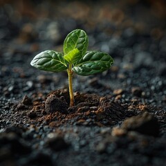 A sprout emerging from the soil