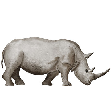 watercolor rhinoceros painting clip art, animal wildlife illustration png