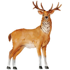 watercolor deer painting clip art, animal wildlife illustration png