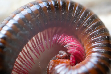 Animal Photography. Animal Closeup. Textured Background of the millipede's body when coiled....