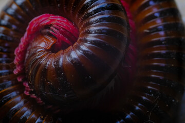 Animal Photography. Animal Closeup. Textured Background of the millipede's body when coiled....