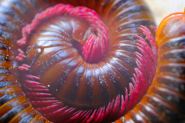 Animal Photography. Animal Closeup. Macro photo of a millipede in defensive mode. Millipedes curl...