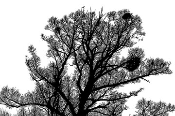 ramas, arboles, siluetas, vegetacion, roble, bosque, paisaje, vector, hojas, abstracto, sauce, tronco, malesa, pegatina