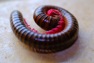 Animal Photography. Animal Closeup. Macro photo of a millipede coiling to defend itself. Millipede with a brown body and pink legs. Shot with a macro lens