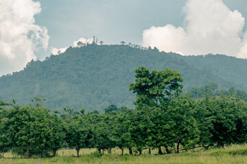 Mirada al bosque
