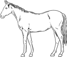 sketch horse animal farm hand drawn vector