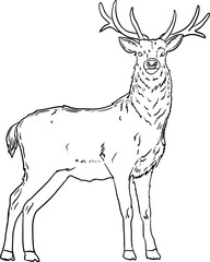 sketch deer animal wildlife hand drawn vector
