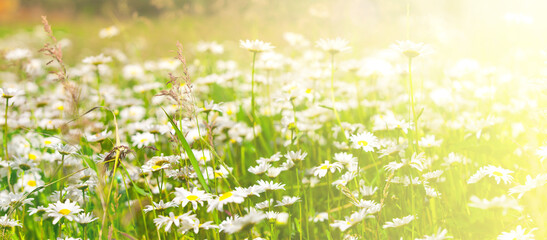 Wild chamomile flowers on a field on sunlight. Shallow depth of field