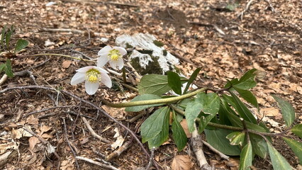 Wild flower growing in the forest