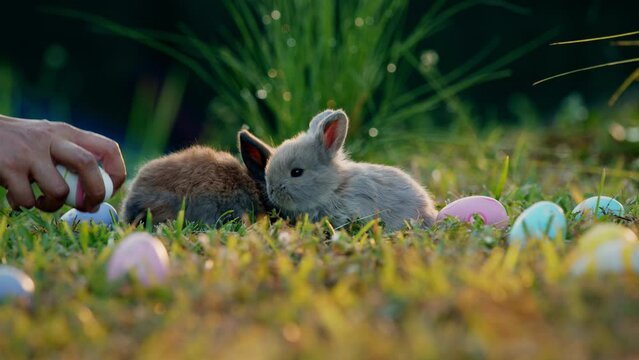 Woman hand collects easter eggs near little bunny eating grass