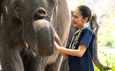 Thai woman touching friendly Asian elephant in conservation, relationship between woman and elephant