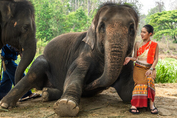 Thai woman in traditional Thai cloth sitting on friendly elephant lap, woman and elephant relationship