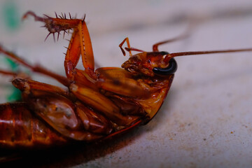 Animal Photography. Animal Closeup. Macro photo of a cockroach's head upside down. A cockroach that is trying to turn its body. Shot with a macro lens