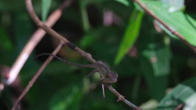 Zooming out revealing this lizard looking to the camera while resting on a small branch, Oriental Garden Lizard Calotes versicolor, Thailand
