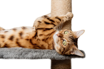 Bengal cat on a scratching post on a transparent background. - obrazy, fototapety, plakaty