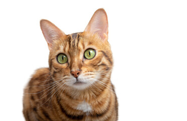 Muzzle of an adult Bengal cat close-up