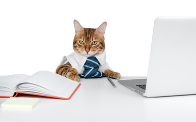 The Bengal cat is a businessman or office worker.