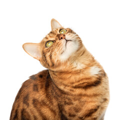 The head of a Bengal cat looks up with interest.