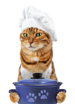 Funny cat - a cook with a pan in his paws