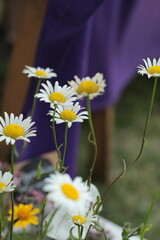 Daisy/chamomile flowers