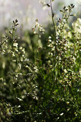 close up macro flower
