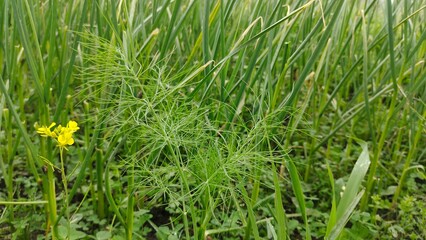 green grass in the morning