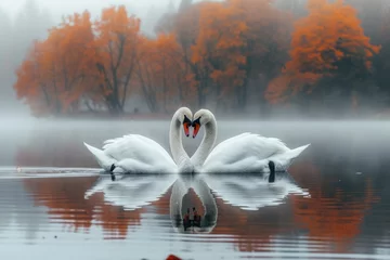 Tuinposter Serene embrace: two swans in love, a graceful display of adoration and unity in the swanst's affectionate bond, a symbol of tranquility and everlasting companionship in the natural world. © Ruslan Batiuk