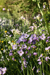 Obraz premium Light shining on purple cuckoo flowers, Cadamine pratensis, growing in green grass on a sunny spring evening near Lohnsfeld, Germany.