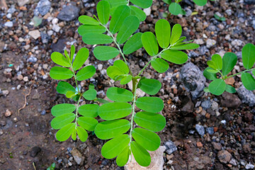 Macro Photography. Plant Closeup. Macro photo of green meniran herbal plant (Phyllanthus Niruri). Herbal tropical plants that grow wild in the yard. Shot with a macro lens