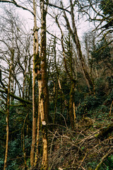 Tropical jungles of White Rock Canyon and Mountain Forest Hiking, Khosta River
