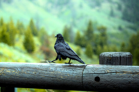 crow on the fence walking alone