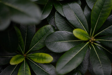 トベラ　葉　葉っぱ　緑