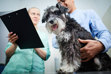 Veterinarian filling a form for a dog's visit, talking to the owner - obrazy, fototapety, plakaty