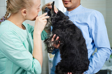 Veterinarian examine ears of of the dog - obrazy, fototapety, plakaty