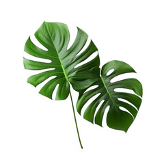 Natural green Monstera leaves png