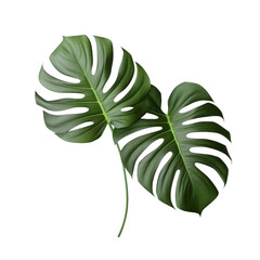 Natural green Monstera leaves png