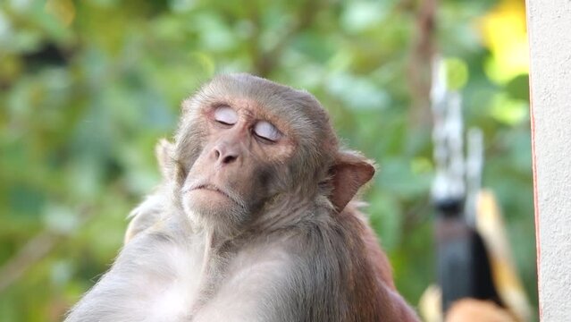 Monkey Sit on a wall and Sleeping with sleepy eyes and in the background another monkey searching in the for this money 